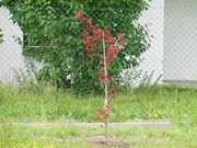 Výsadba na školní zahradě